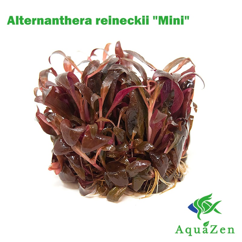 Mini Scarlet Temple (Alternanthera reineckii “Mini”) Tissue Culture 1 Tissue Culture