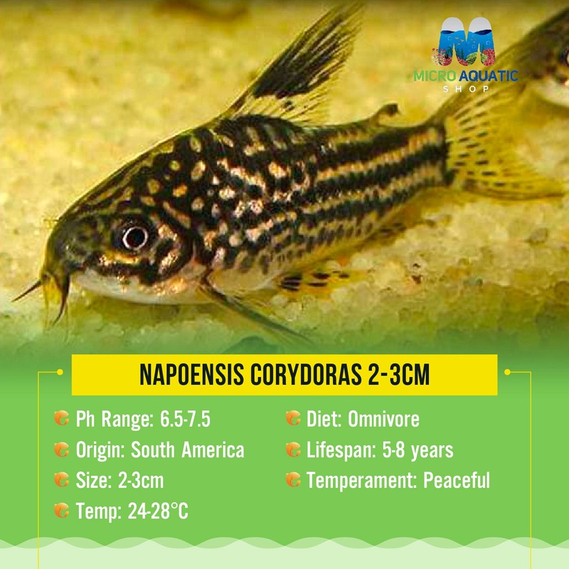 Napoensis Corydoras 2-3cm 1 pc