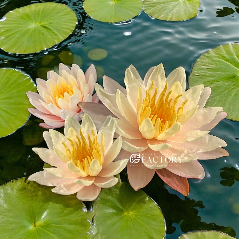 Nymphaea Mangkala Ubol | Peach Pink Hardy Water Lily Young Sprouted Tuber
