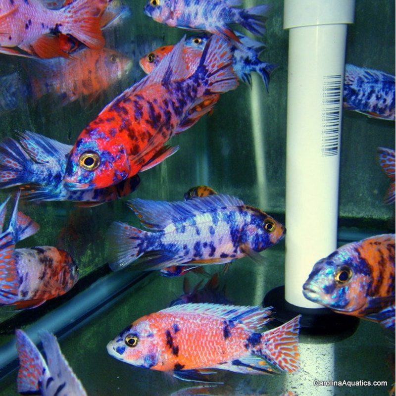 African – Peacock OB 2in.