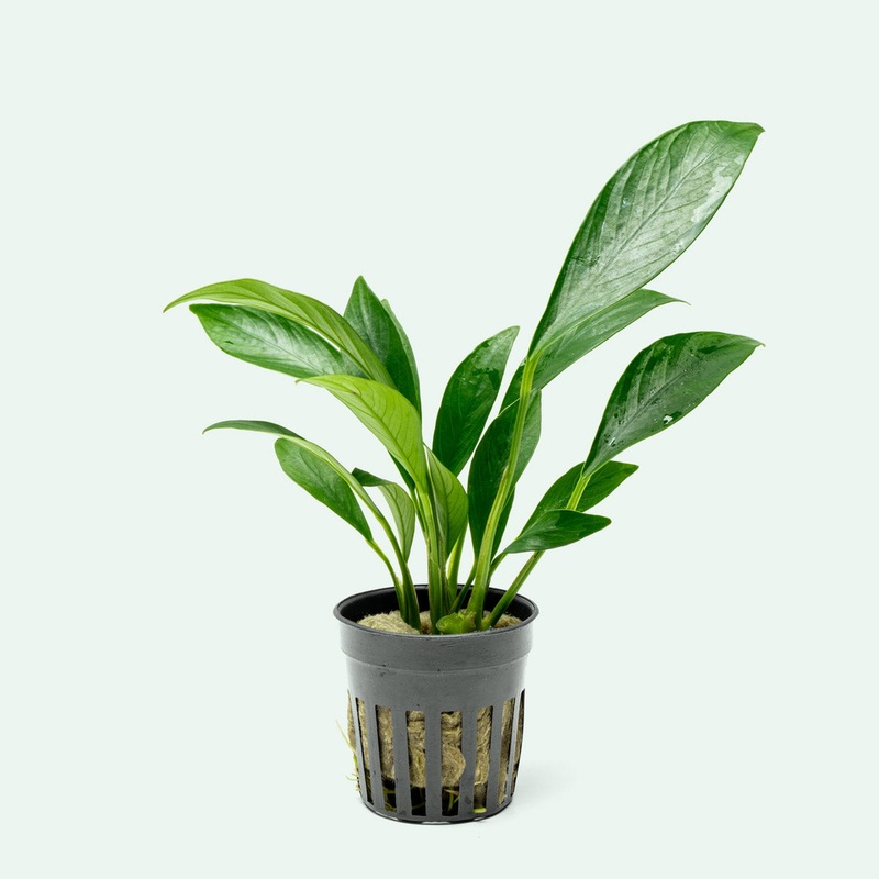 Anubias Congensis Potted