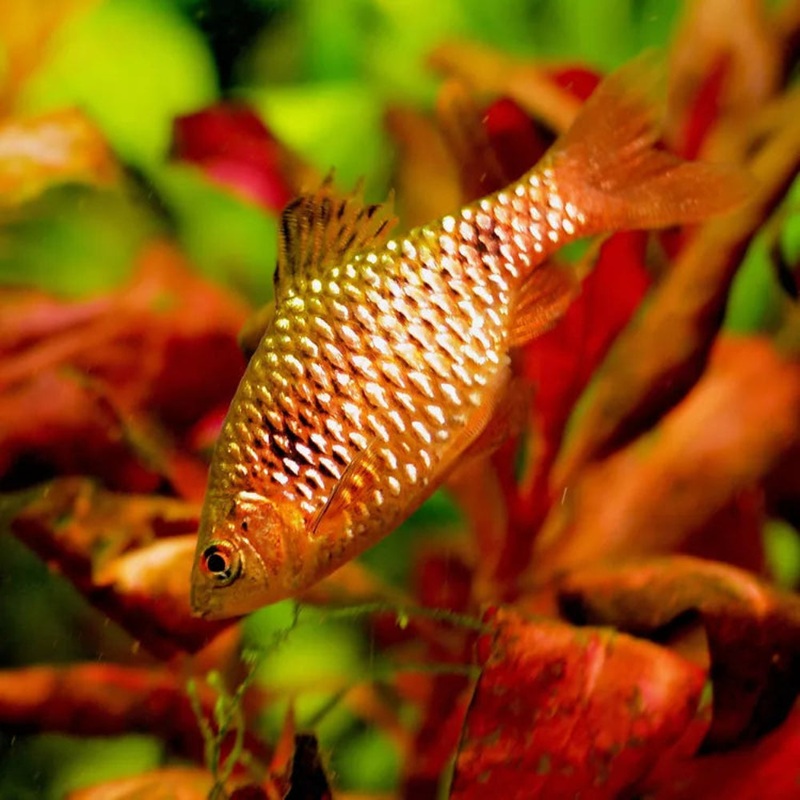 Feeder Fish (Small) 20 for $60