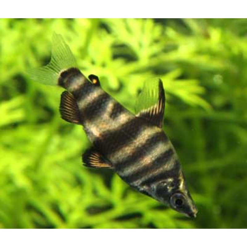 Headstander – Marbled – Abramites 3-4cm