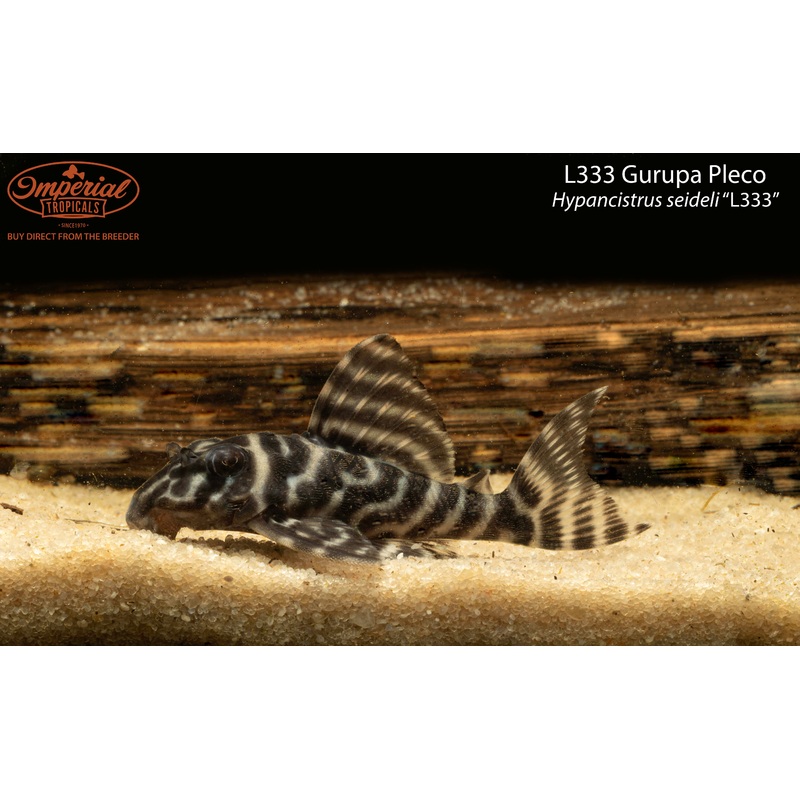 L333 Gurupa Pleco 1-2″ Unsexed