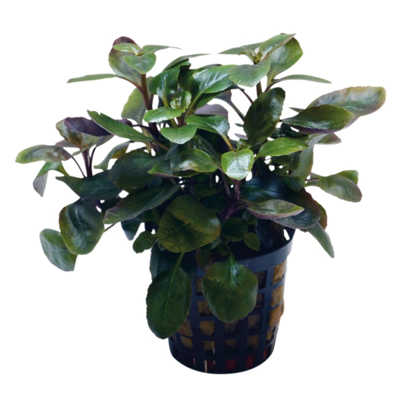 Lobelia Cardinalis Dwarf 5cm pot