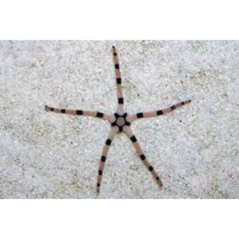 Tiger Serpent Star