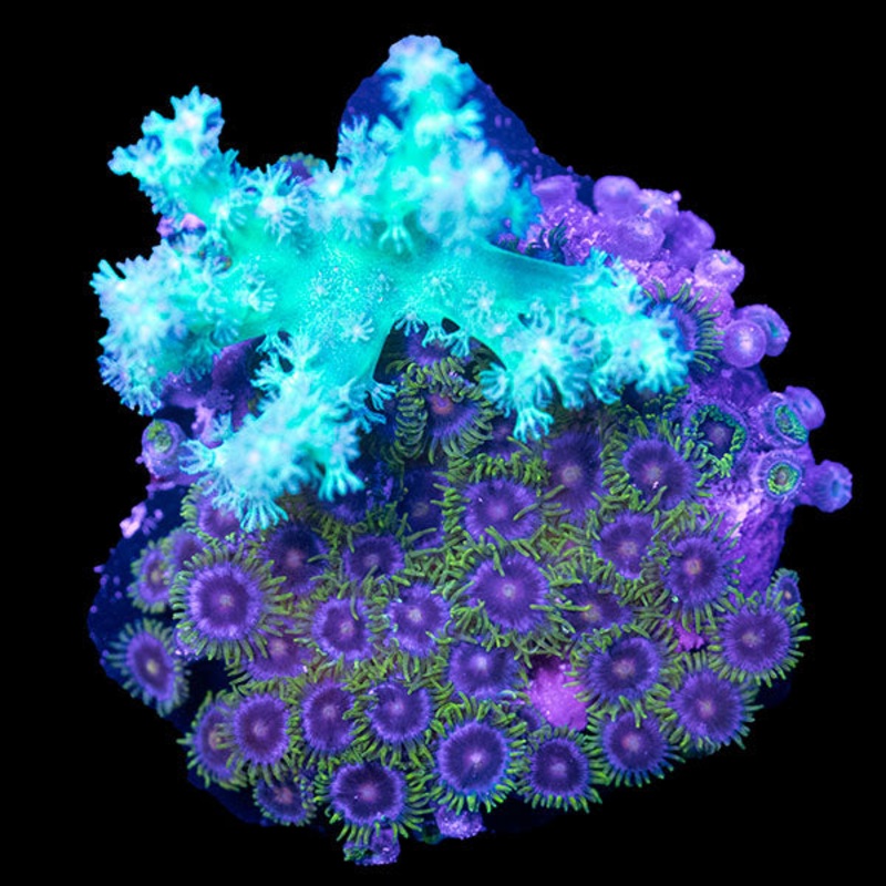 WYSIWYG cultured Zoa and Sinularia Mix