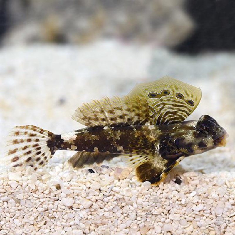 Ocellated Dragonet