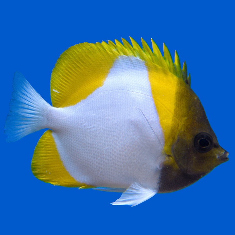 Pyramid Butterflyfish Medium (2.5-4 inches)