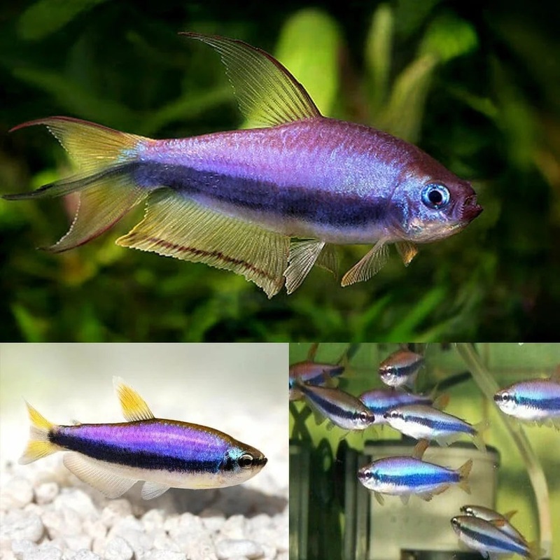 Emperor Tetra – Blue Kerri Gold – Special 6 for $36 3-5cm
