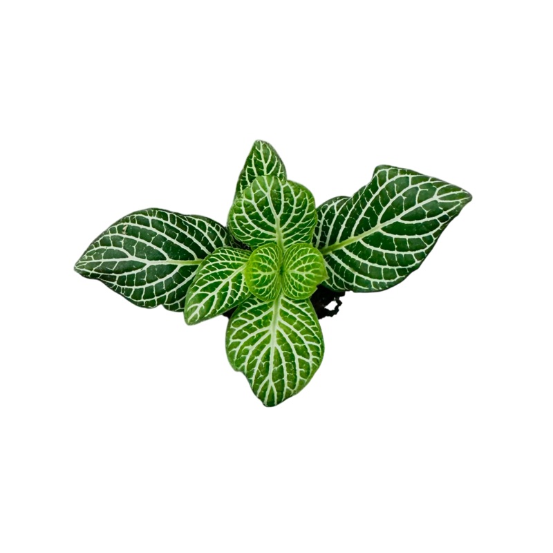 Fittonia albivenis Emerald Green Rooted Specimen (Plug – 6+ leaves)