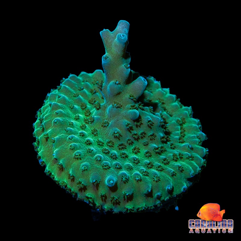 Frag – Acropora Blue Tip Encrusting