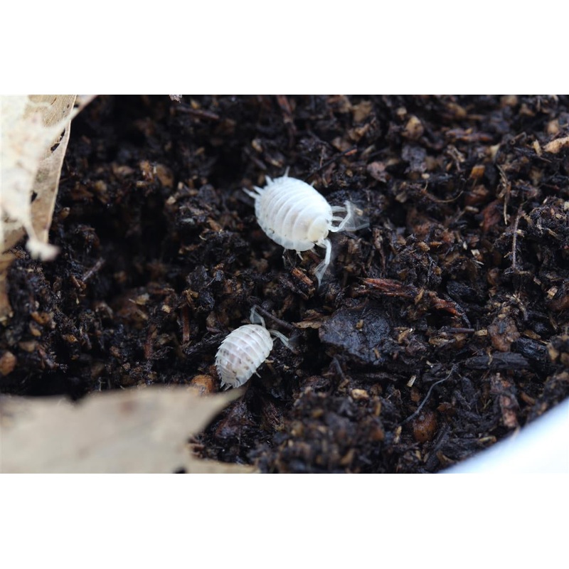 Isopods (Laevis White)