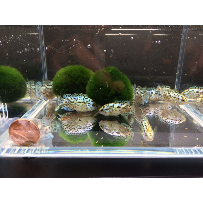 Electric Blue Jack Dempsey