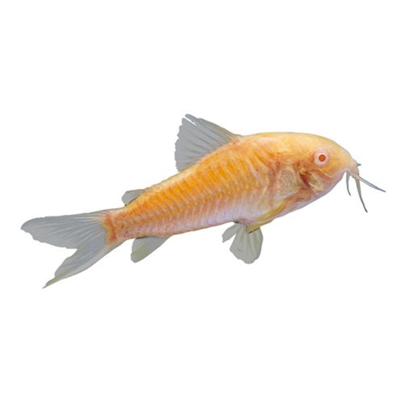 GloFish – Cory Sunburst Orange