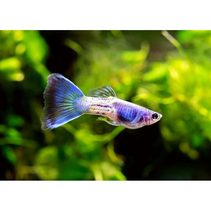 Guppy Male Blue Sapphire 3-4cm
