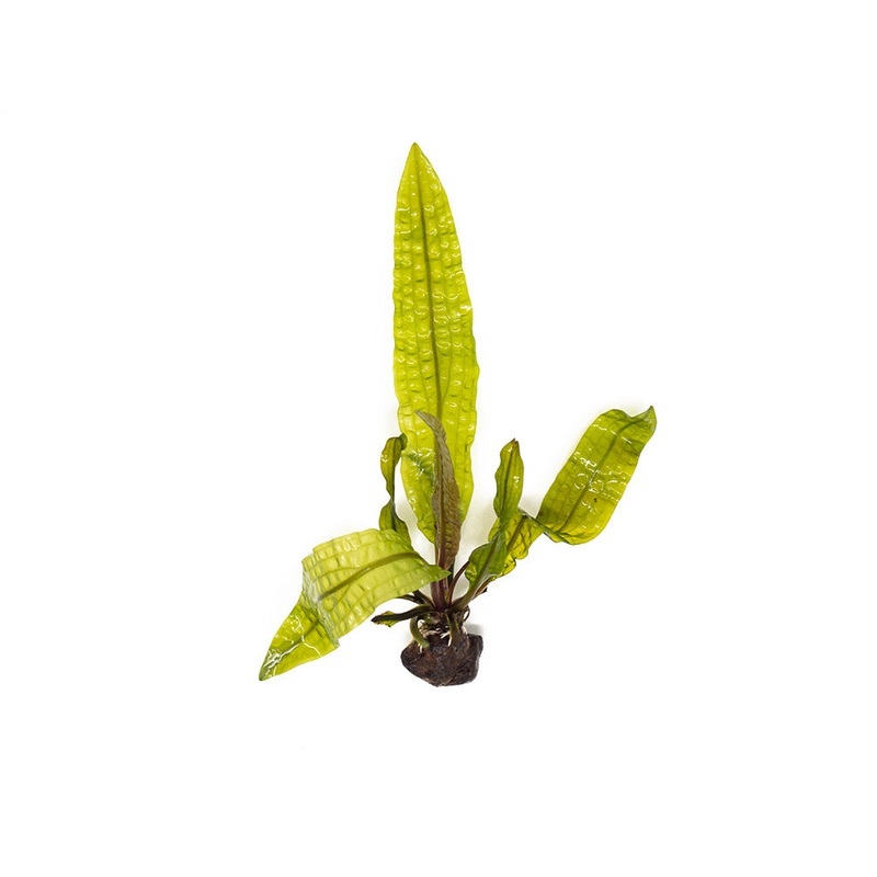 Hammer Leaf Bulb (Aponogeton bolivinianus) 1 Bulb