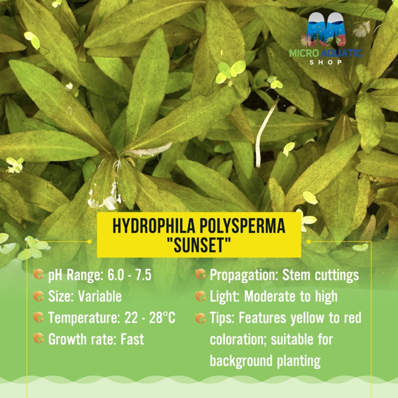 Hydrophila polysperma “Sunset” 10 stems