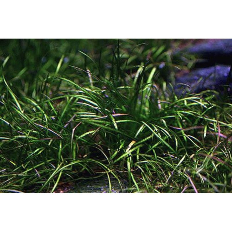 IC076 ADA Tissue Culture – Echinodorus Tenellus (Helanthium tenellum) short cup