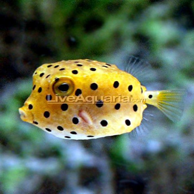 Polka Dot Boxfish