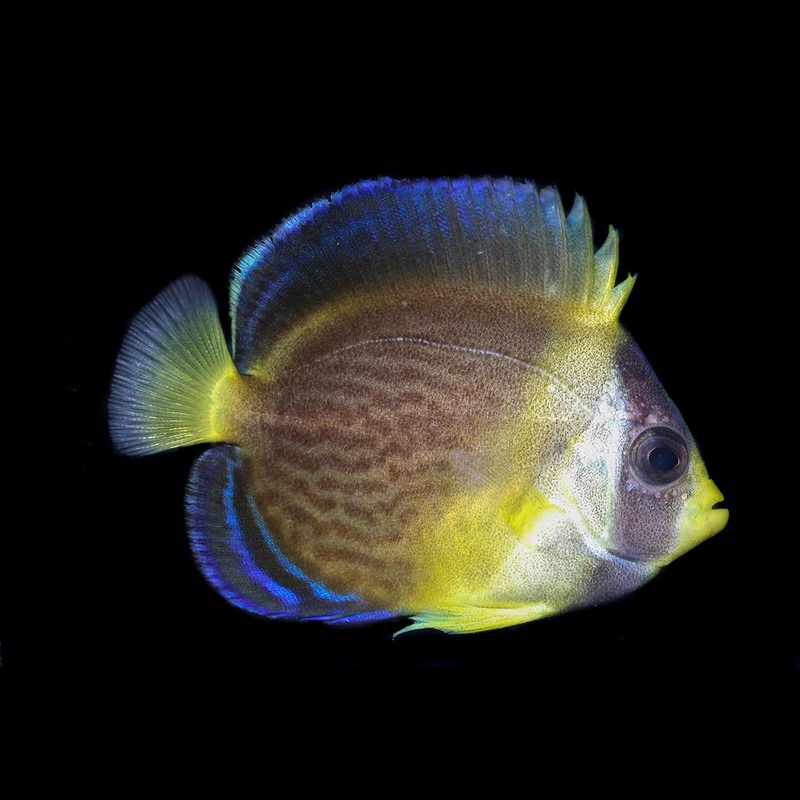 Scribbled Angelfish Each
