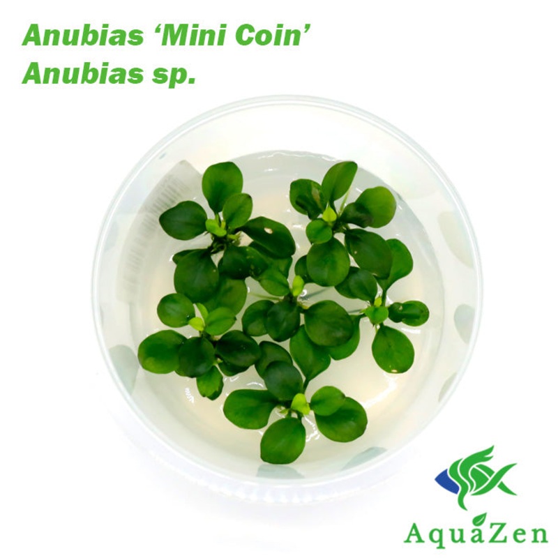 Anubias barteri ‘Mini Coin’ – Tissue Culture 1 Tissue Culture