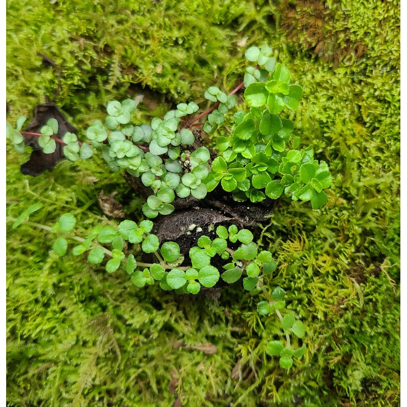 Ground Cover Combo Pack (3 Small Plugs) Combo Pack (3 Small Plugs)
