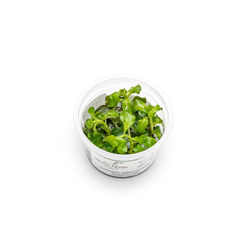Ludwigia Palustris Sphaerocarpa Aquatic Farmer Tissue Culture