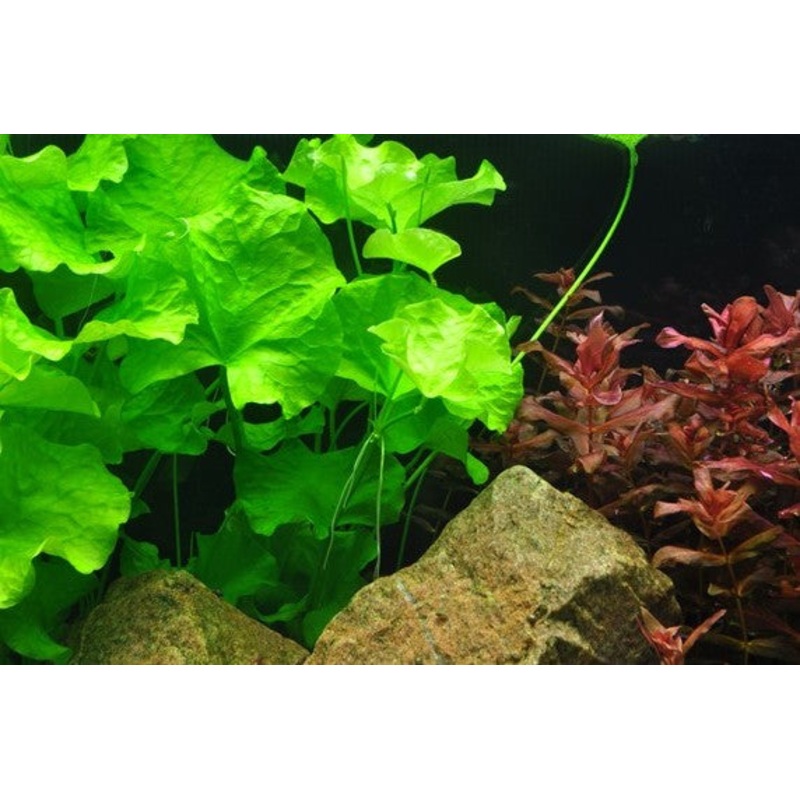 Nymphoides Hydrophylla ‘Taiwan’ – Tropica 1-2-Grow Tropica 1-2 Grow