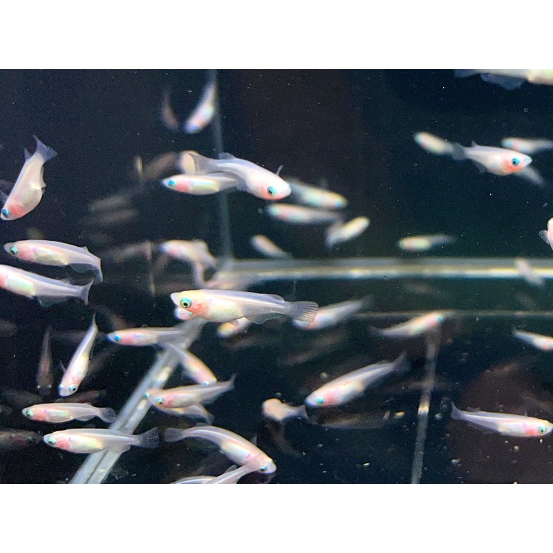 Pearl Galaxy Medaka Ricefish / Japanese Ricefish
