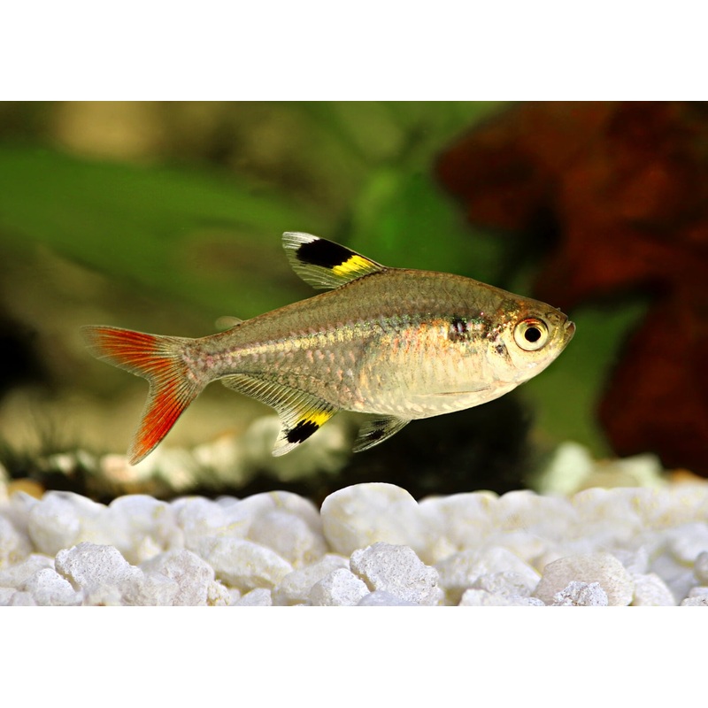 Pristella Tetra – Gold Special (6 for $20) 5-6cm