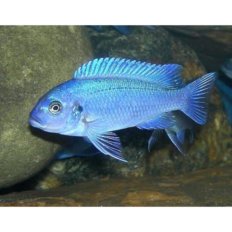 Ps. zebra Cichlid – Cobalt Blue 5cm 1 cichlid 5cm