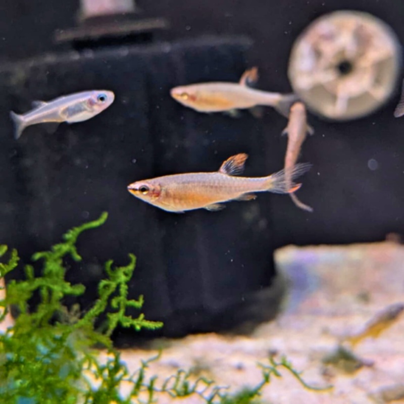 Splash Tetra 2 – 3 cm