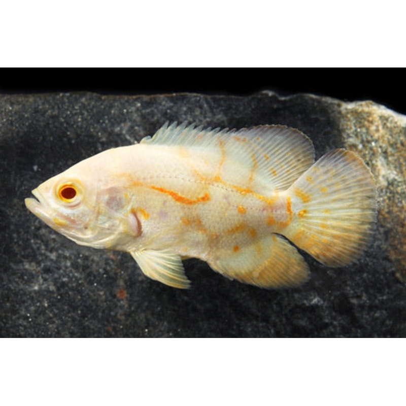 Albino Tiger Oscar 1.5″
