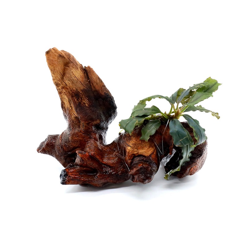 Assorted Bucephalandra (Bucephalandra sp.) on 2 Driftwood 1 Plant on wood