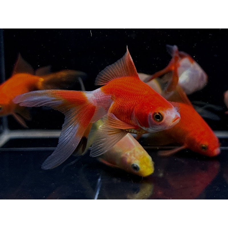 Assorted Ryukin Goldfish – 2-2.5″
