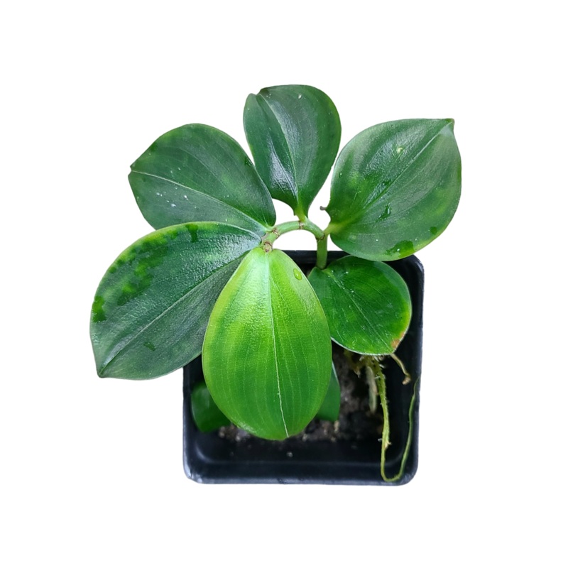 Costus tappenbakianus 3-8 leaf cutting