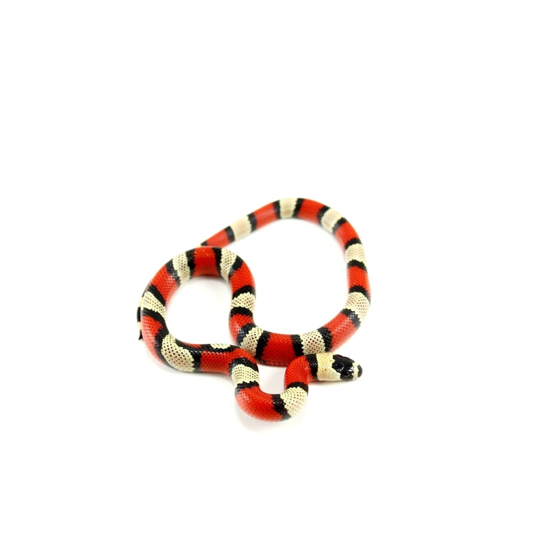 “Crazy” Gene Honduran Milksnake