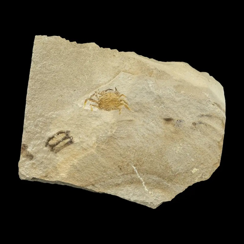 Fossil – Pea Crab Pinnixa sp.