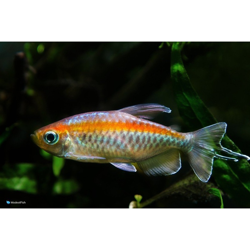 Congo Tetra