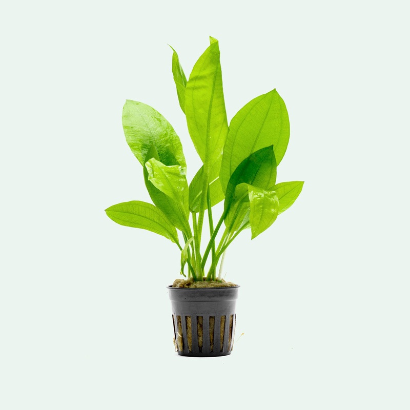 Echinodorus Bleheri Potted