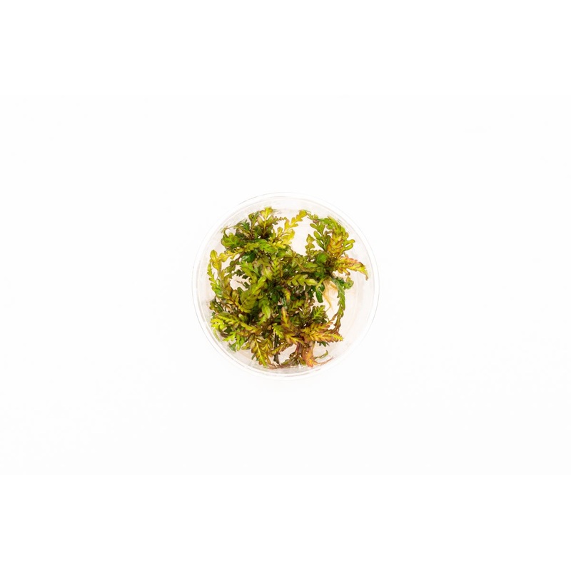 Hygrophila Pinnatifida Tissue Culture