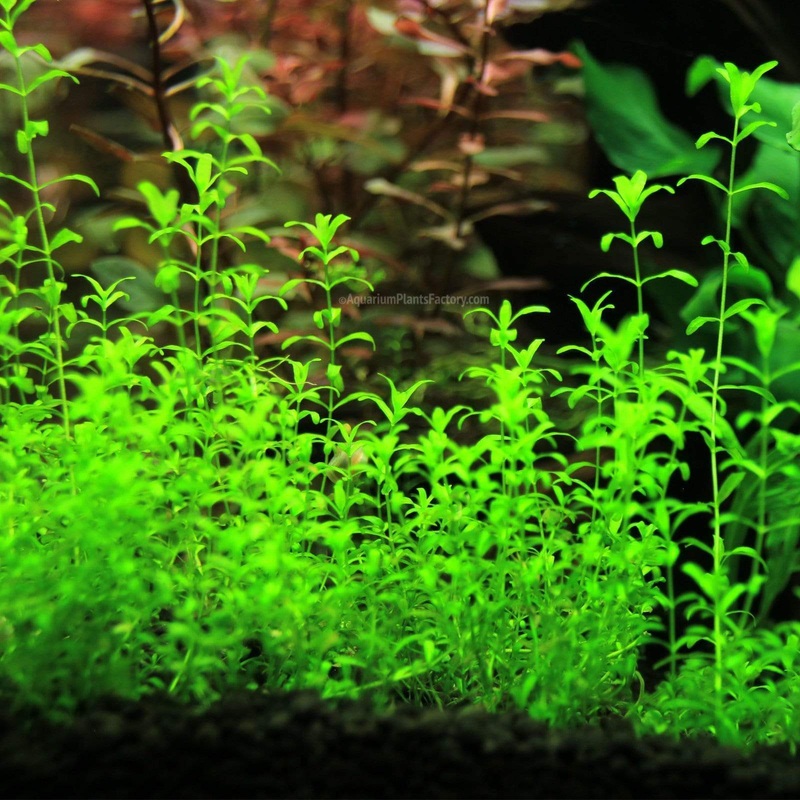 Micranthemum Glomeratus (Pearl Weed) Fresh-cut Plants