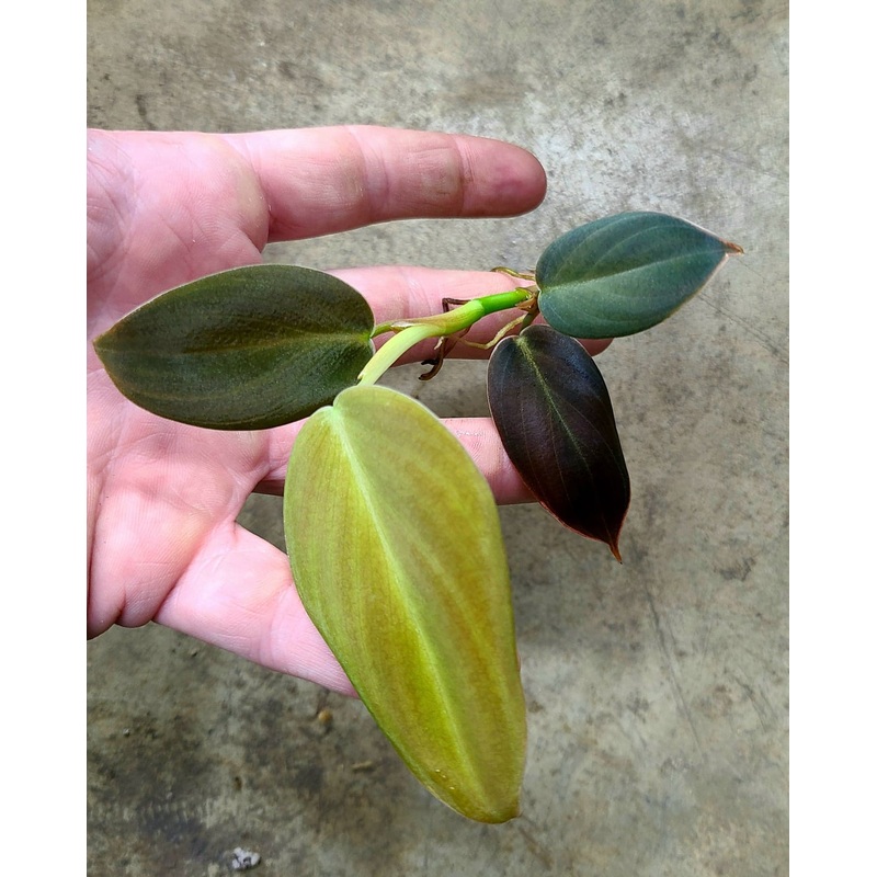 Philodendron gigas 1 leaf cutting