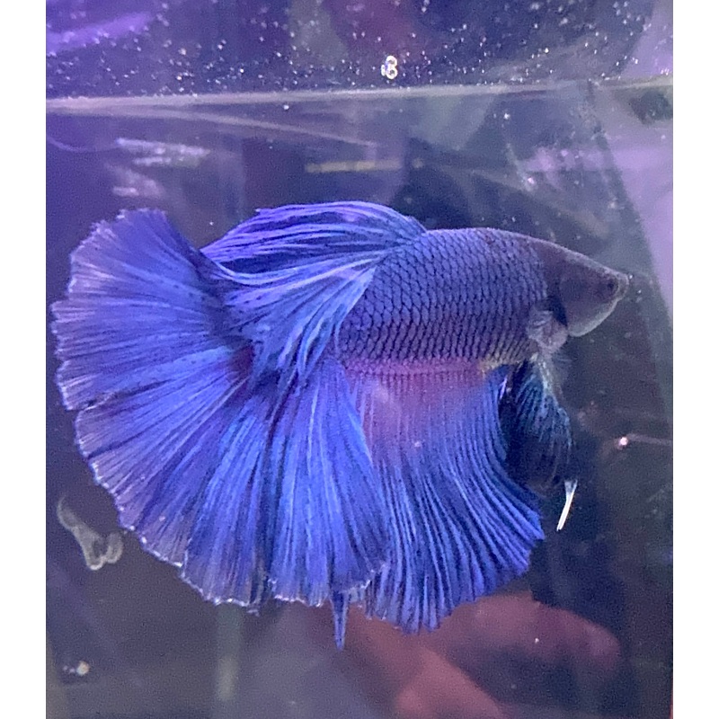 Betta Male – A Grade Super Delta 6cm Show A1 1 Male