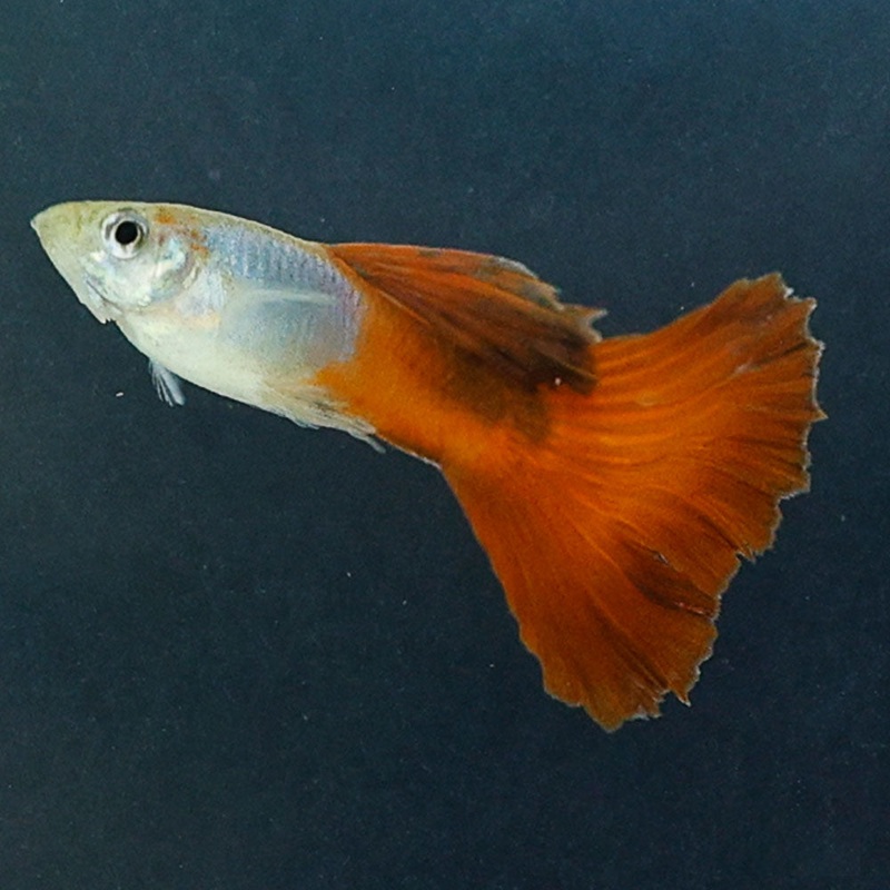 Coppertail Guppy | Poecilia Reticulatus Imported Male