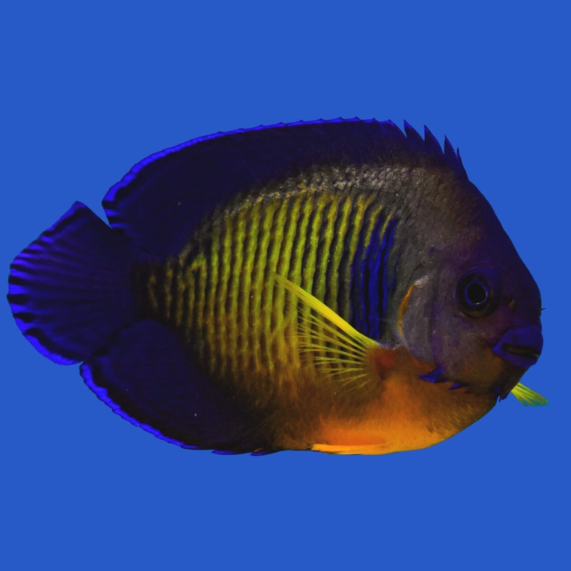 Coral Beauty Angelfish Small (under 1 inch)