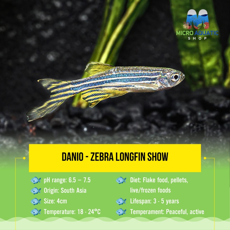 Danio – Zebra Longfin 3cm 1 danio 3cm