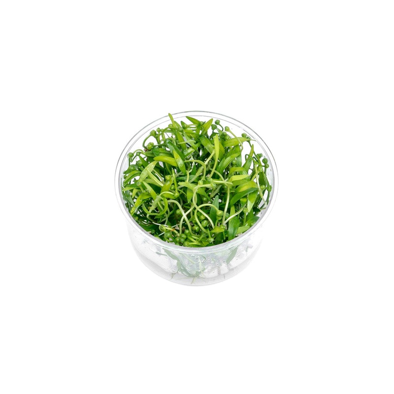 Helanthium Tenellum Broad Leaf UNS Tissue Culture