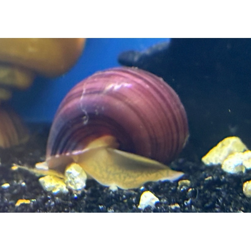 Magenta Mystery Snail